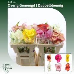 Calla Mini "Doble" Mixta 50cm "CC40"