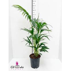 P. Kentia Hol. Forsteriana 21/150cm 5P