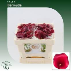 Calla Captain Bermuda 45cm Rj.