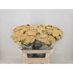 Achilea Hol. Cleopatra 75cm Sal.