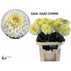 Dalia Hol. Dazz Corrie 80cm "CC15"