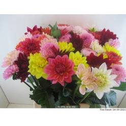 Dalia Hol. Mixta 45cm "CC50"