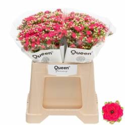 Kalanchoe Hol. Pink Meadow 40cm