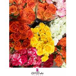 Ramificada Mixta 40cm (7 Dias - 2�)