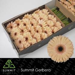 Gerbera Hol. Laureen "T25" (7 Dias - 2�)