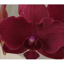Phalaenopsis Montreux x25 (7 Dias - 2�)