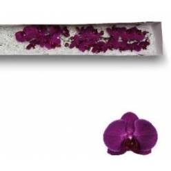 Phalaenopsis Stellenbosch x25 (7 Dias - 2�)
