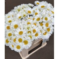 Leucanthemum Hol. Vulg Rheinblick 55cm "T20" (7 Dias - 2�)