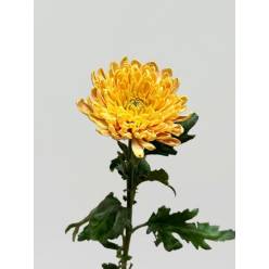 Uniflor Ecu. Rossano Orange (7 Dias - 2�)