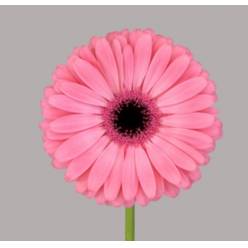 Gerbera Hol. Joyride "T25" (7 Dias - 2�)