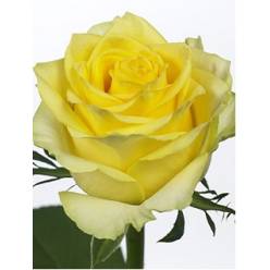 Rosa Col. Momentum 60cm Am. (7 Dias - 2�)