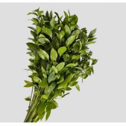 Ruscus 60cm "T50" (7 Dias - 2�)