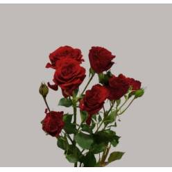 Ramificada Velvet Blossoms 50cm Rj. (7 Dias - 2�)
