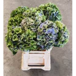 Hortensia Hol. Roy. Palace Classic 60cm �18/20 (7 Dias - 2�)