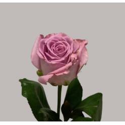 Rosa Hol. Nayeli! 60cm A2 (7 Dias - 2�)