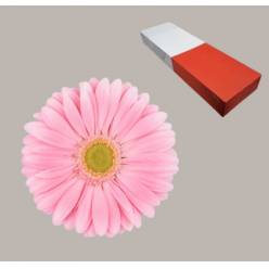 Gerbera Hol. Plot Rs. "T25" (7 Dias - 2�)
