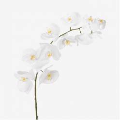 Phalaenopsis Kobe x25 Bl. (7 Dias - 2�)