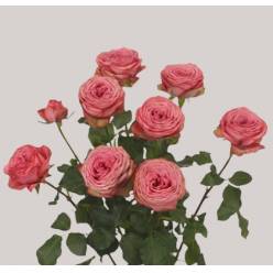 Ramificada Hawi 50cm Rs. (7 Dias - 2�)
