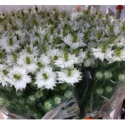 Nige D. White Lady 60cm (7 Dias - 2�)