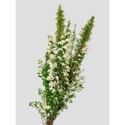 Spirea Italia 70cm 200gr (7 Dias - 2�)