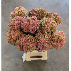 Hortensia Hol. Magic Coral 65cm �16/18 Bic.