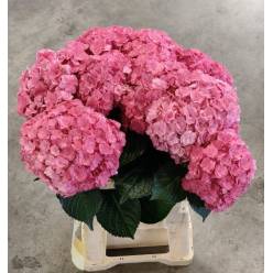 Hortensia Hol. Roy Anasta Rosa 60cm �18/20