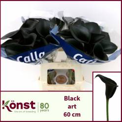 Calla Black Art 60cm
