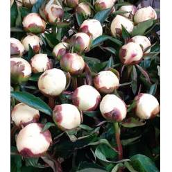 Peonia Hol. D. Nemo 50cm Bl. "AA"