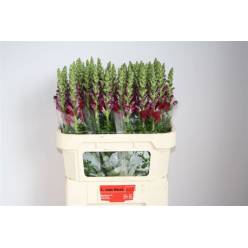 Antirrhinum Hol. Toulon Velvet 75cm
