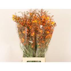 Crocosmia Emily Mckenzi 80cm "T25"