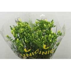 Fresia Hol. Stelvio 60cm 25gr "T50"