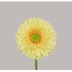 Gerbera Mini Hol. Romily "T20"