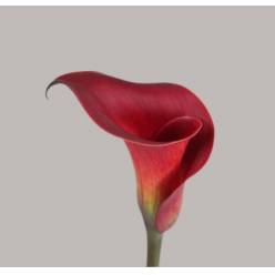 Calla Red Salsa 50cm Roja
