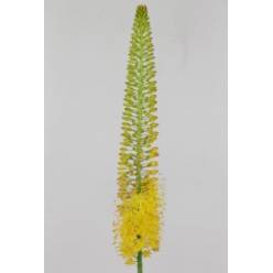 Eremurus Hol. Flash Dance 90cm (25cm flor)Am.