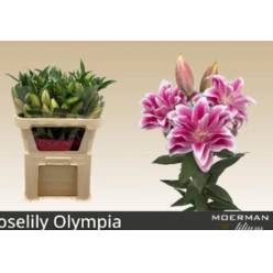 Oriental Hol. Rs. Doble Olympia 85cm 3/4 fl.