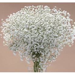 Paniculata Ecu. Bridal Queen 1000gr "T25"
