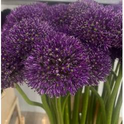 Allium Sensation 95cm