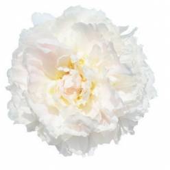 Peonia Hol. Brother Chuk 60cm Bl. "AAA"