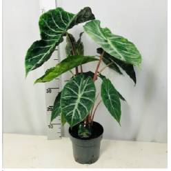 P. Alocasia Pink Dragon  17/65cm  x6