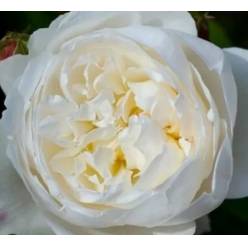 Rosa Hol. Lincoln Park White 40cm