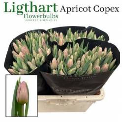 Tulipan Hol. Apricot Copex 40cm