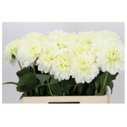 Dalia Hol. White Wonder 55cm "CC40"