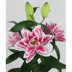 Oriental Hol. Bic. Doble Samantha 80cm 4/5 fl.