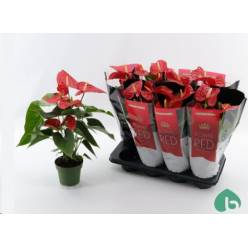 P. Anthurium An Michigan XXL 14/50cm   5F