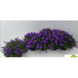 P. Campanula Port Kosea Kris 12/25cm "CC8"