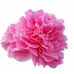 Peonia Hol. The Fawn 60cm Rs. "AA"