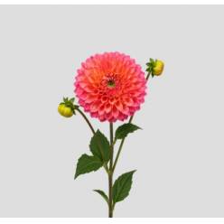 Dalia Hol. Raspberry Baby 45cm "CC50"