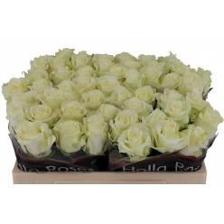 Rosa Hol. Monte Royal 60cm Bl.