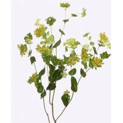 Bupleurum Rotundifol 65cm "Paquete"