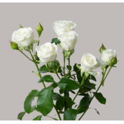 Ramificada Wedding Party 60cm "A2"